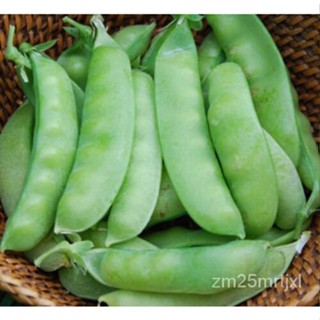 เมล็ด Snow pea (Oregon GIANT) 90เมล็ด:) (pisum sativum) คำแนะนำรวม X ต้นอ่อน