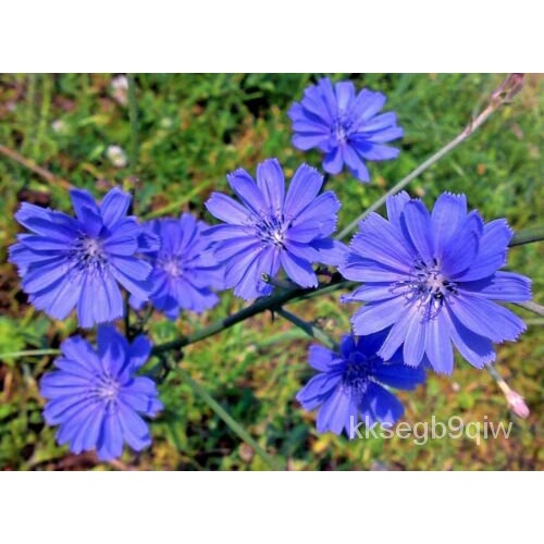 เมล็ด 50เมล็ดชิกโครีทั่วไป-cichorium intybus ข้าวโพด