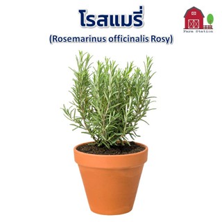 （คุณภาพสูง เมล็ด）การ โรสแมรี่ rosemary seed/การ ปลูก สวนครัว เมล็ด/งอก การ