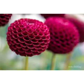 อินทรีย์็ด ใหม่็ด 1 หัว/ง่าย รักเร่ Dahlia สายใหม่ Pompon หัวรักเร่ ง่ายไม้ หัวหน่อ นำเข้า เหง้า เนเธอร์แลน หัวสดใ ผั