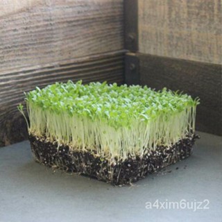 เมล็ด Hanson ปรับปรุงผักกาดหอมหัวกรอบเมล็ดสีเขียวเล็กน้อย Non-GM | Heirloom | Sprout ง่าย