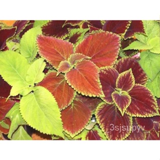 B19seeds Rainbow-เมล็ดscutellarioides   Plectranthus ผสม Coleus-  XYB0