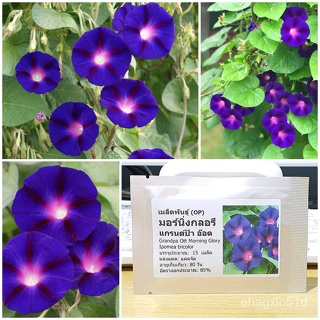 （เมล็ด）การ มอร์นิ่งกลอรี แกรนด์ป้า อ๊อด (Grandpa Ott Morning Glory Seed) บร/งอก ปลูก/งอก  การ