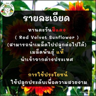 (การแท้)การ การสีแดง 40 เมล็ดVelvet Queen Sunflower นำเข้า/งอก ปลูก/งอก เมล็ด/งอก การ