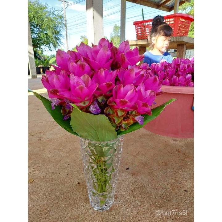 เมล็ด ใหม่็ด เพาะปทุมมาสีชมพู ชาโด้ บัวสวรรค์1หัวใหม่ ขายใหม่ที่สุด กินเพาะ ประดับเพาะประโยชน์เยอะ ใ