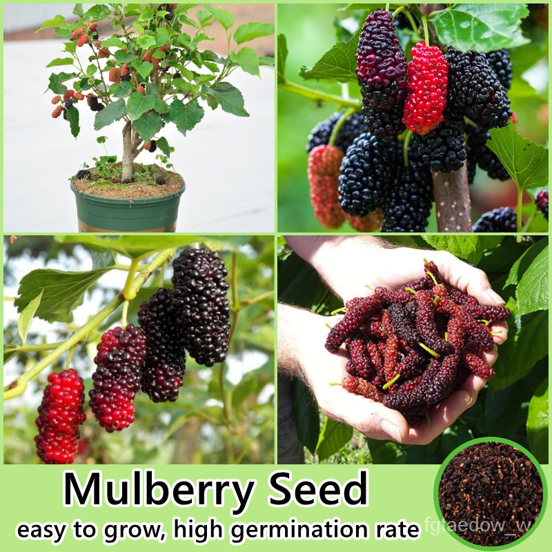 เมล็ด ใหม่็ด 200ใหม่็ด/ห่อ ใหม่ มัลเบอร์รี่ Mulberry Seed Fruit Seeds for Planting Plants ใหม่ผลไม้ เม ถู เพาะ
