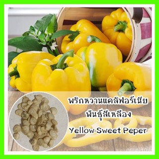 เมล็ด❗ รหัส 168 ใหม่ พริกหวานแคลิฟอร์เนียสีเหลือง - Yellow Sweet Pepperใหม่็ดเพาะไม้ เพาะไม