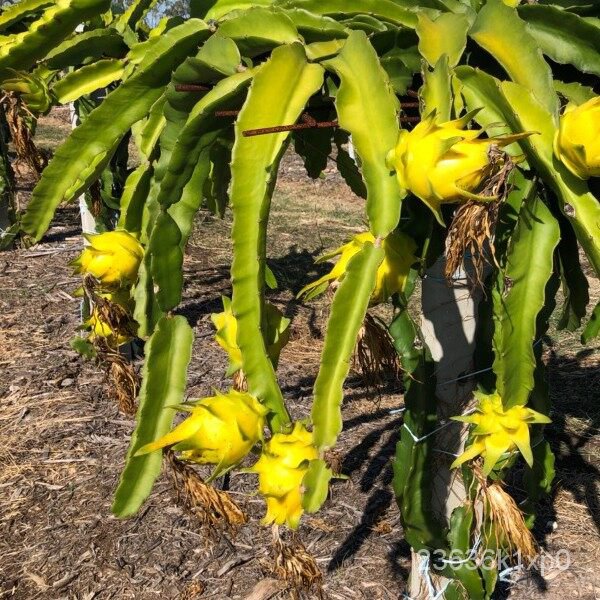 เมล็ด ใหม่็ด ใหม่ แก้วมังกรเหลืองอิสราเอล (Israel Yellow Dragon Fruit Seeds) ใหม่ เพาะ