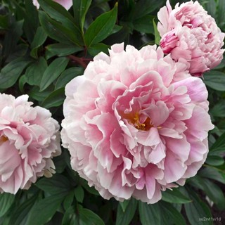 เมล็ด ถูก็ด 20 ถูก็ด ถูก็ดโบตั๋น เพาะโบตั๋น เพาะพีโอนี (Peony) สีชมพู Jin ling เพาะไม้นี้​เป็นสัญลักษณ์