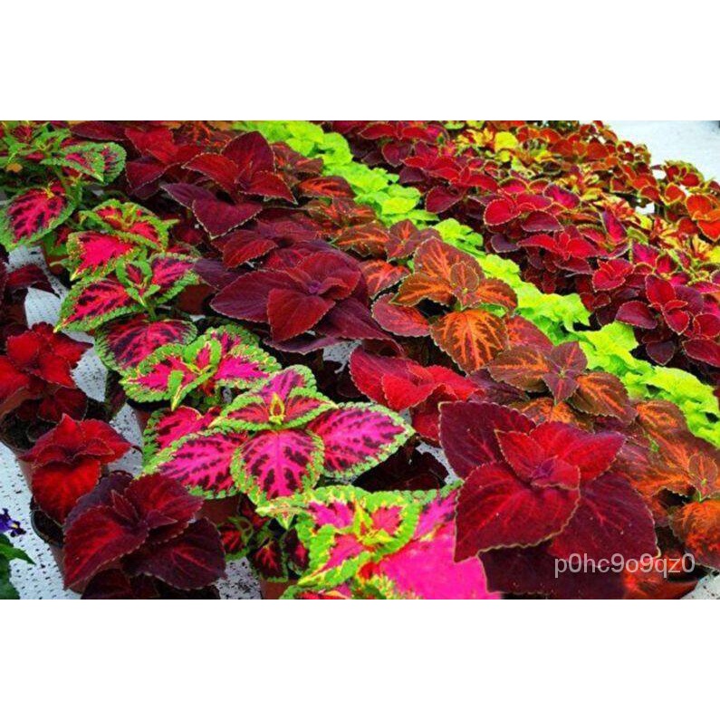 เมล็ด ใหม่็ด 100 ใหม่ ใหม่็ด ฤษีผสม เป็นไม้พุ่มโตเร็ว ใบมีหลายสี Plectranthus scutellarioides (Coleus) see ผักบุ้