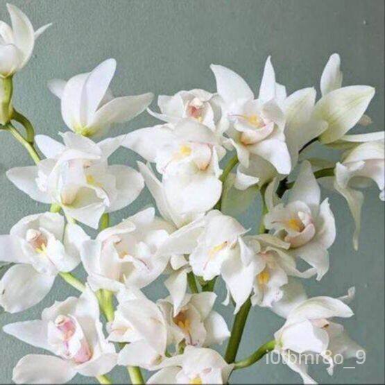 เมล็ด ใหม่็ด 30 Plant Seeds ใหม่ ใหม่็ดกล้วยไม้ กล้วยไม้ ซิมบิเดียม (Cymbidium Orchids) Orchid flowe
