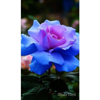 เมล็ด ใหม่็ด 30 ใหม่็ด ใหม่ กุหลาบ บลูพิงค์โรส blue pink Rose Seeds เพาะใเพาะ่ นำเข้าจากต่างประเทศ พร้อมคู่