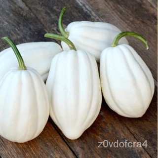 เมล็ด ใหม่ ฟักทองขาว แมสซ์โปเตโต้ (Mashed Potato Squash F1 Seed) บรรจุ 10 ใหม่็ด คุณภาพดี ราคาใหม่ เพาะ