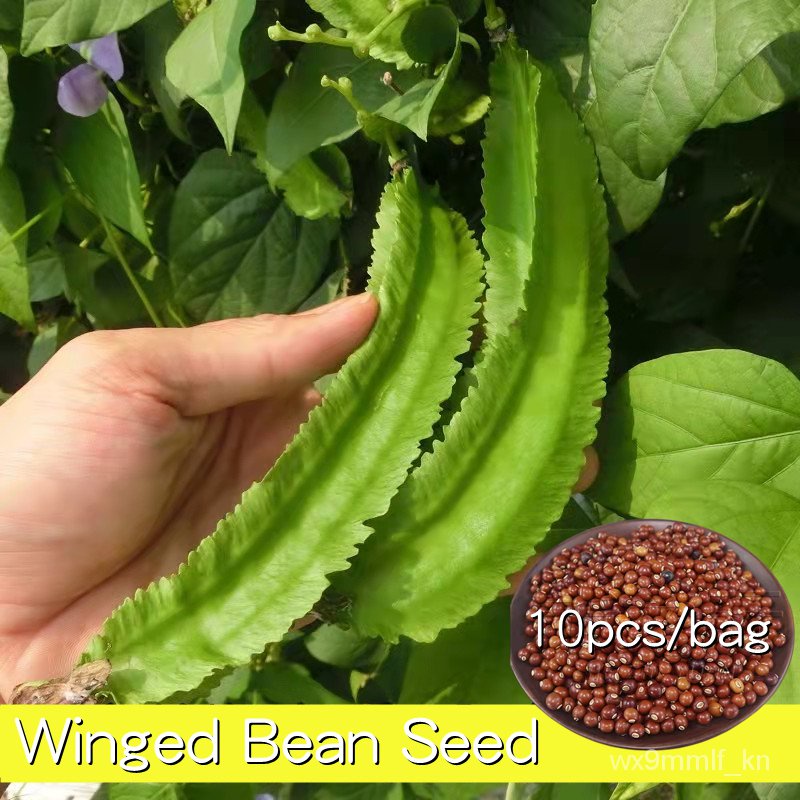 เมล็ด เมล็ด อินทรีย์เพาะ อินทรีย์เพาะทั้งปี 10เมล็ด เมล็ดถั่วพู อินทรีย์ Kidney Bean Seed Veg ผักบุ้