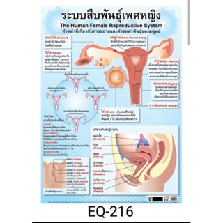 ระบบสืบพันธุ์(เพศหญิง) EQ 216 โปสเตอร์สื่อการสอน หุ้มพลาสติก ขนาด 50 * 70 cm