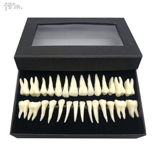 Dental Teeth Model 1:1 Permanent Teeth demonstration teaching study Tools