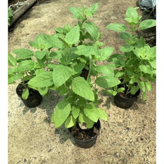 ซื้อ2  แถม1กระถาง  ✳️ ต้นกระเพาขาว ปลอดสารพิษ ส่งพร้อมกระถาง4นิ้ว  Thal Holy Basil Plant 4inch Pot’s ❇️Buy2get1 free