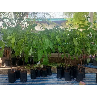 เหลียงในถุงดำ เกรด A อาหารสุขภาพ รากแน่น ต้นสวยมาก ปลูกง่าย โตเร็ว สูง80-100ซม. ปลูก 2-3 เดือน เก็บทานได้เลย