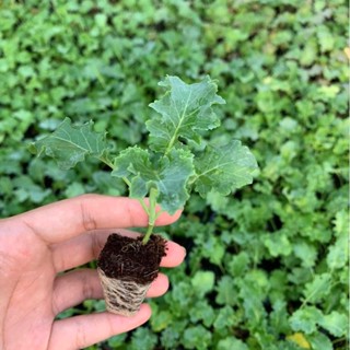 ต้นกล้าเคล อายุ30วัน ( ชุดละ 10 ต้น=90 บาท)  Kale baby Plant  30 Day