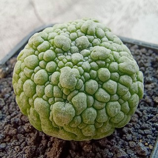 ต้นคางคกกลม Pseudolithos กระบองเพชร แคคตัส ส่งทั้งกระถาง