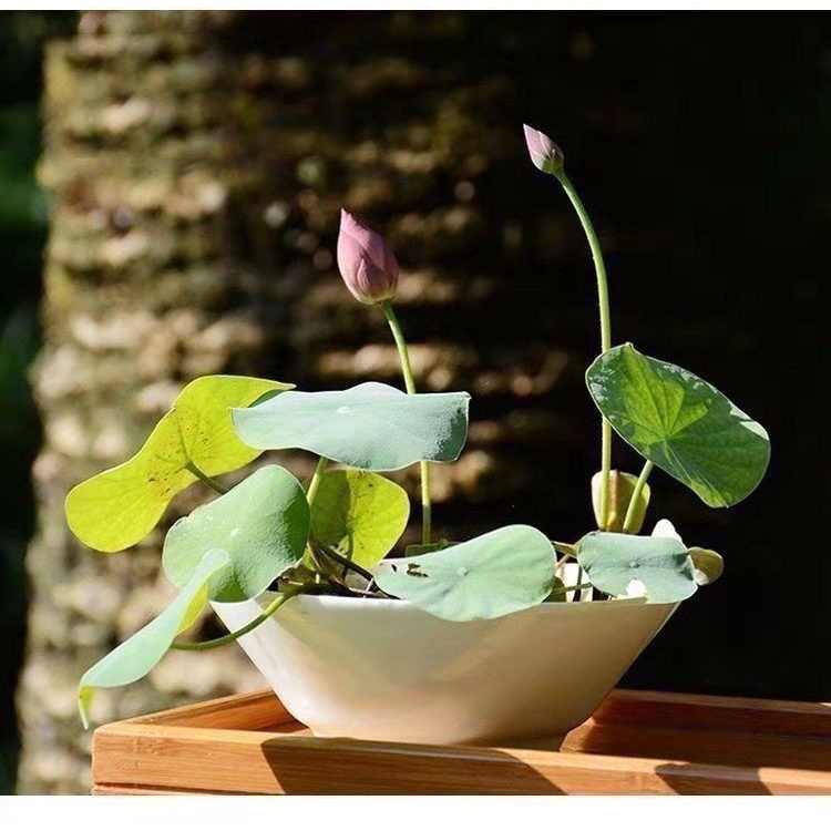 [งอกใน 7 วัน] ชามบัวเมล็ดพืชไฮโดรโปนิกส์พืชไฮโดรโปนิกสีเขียวบัวเผื่อนดอกบัวไร้ดินกระถางดอกไม้