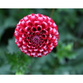 1 หัว /ชุุด เหง้า ต้นรักเร่ Dahlia สายพันธุ์ Tommy Keith สีแดง หัวรักเร่ ดอกรักเร่ รักแรกพบ เฟิร์สเลิฟ