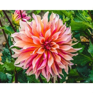 1 หัว /ชุุด เหง้า ต้นรักเร่ Dahlia สายพันธุ์ Labyrinth สีส้ม หัวรักเร่ ดอกรักเร่ รักแรกพบ เฟิร์สเลิฟ