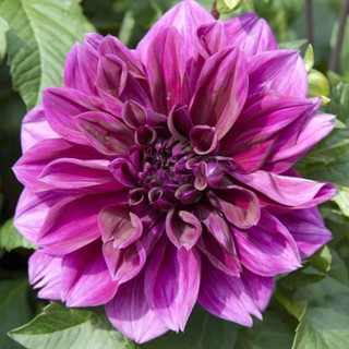 1 หัว /ชุุด เหง้า ต้นรักเร่ Dahlia สายพันธุ์ Thomas Edison สีม่วง หัวรักเร่ ดอกรักเร่ รักแรกพบ เฟิร์สเลิฟ