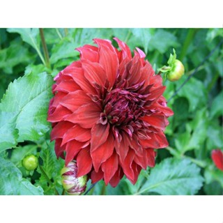 1 หัว /ชุุด เหง้า ต้นรักเร่ Dahlia สายพันธุ์ Spartacus สีแดง หัวรักเร่ ดอกรักเร่ รักแรกพบ เฟิร์สเลิฟ