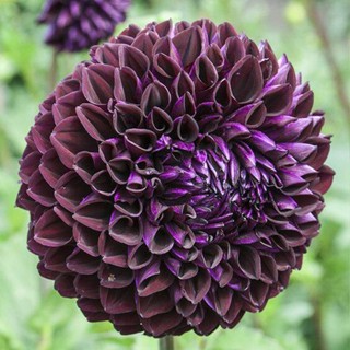 1 หัว /ชุุด เหง้า ต้นรักเร่ Dahlia สายพันธุ์ Lyn’s Concorde สีดำ หัวรักเร่ ดอกรักเร่ รักแรกพบ เฟิร์สเลิฟ