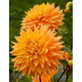 1 หัว /ชุุด เหง้า ต้นรักเร่ Dahlia สายพันธุ์ Aztec Gold สีส้ม หัวรักเร่ ดอกรักเร่ รักแรกพบ เฟิร์สเลิฟ