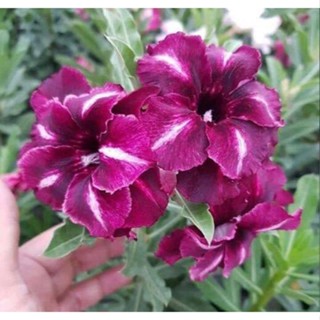 5 เมล็ดพันธุ์ ชวนชม ลูกผสมไฮบริด สายพันธุ์ Purple K09 สีม่วง กุหลาบทะเลทราย Adenium seed