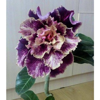 5 เมล็ดพันธุ์ ชวนชม ลูกผสมไฮบริด สายพันธุ์ Purple Cream สีม่วง กุหลาบทะเลทราย Adenium seed