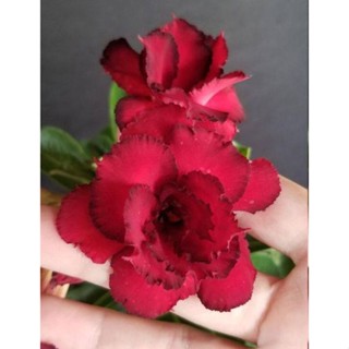 5 เมล็ดพันธุ์ ชวนชม ลูกผสมไฮบริด สายพันธุ์ Deep Blood สีแดง กุหลาบทะเลทราย Adenium seed