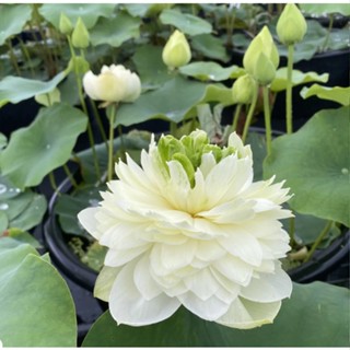 3 เมล็ดพันธุ์ บัว บัวสวยงาม บัวอ่าง บัวบึง สายพันธุ์ Sunshine on a Stem สีขาว ครีม