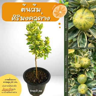 ต้นส้มศิริมงคลสีทอง สูง 60 cm. (เกรดพรีเมียม ประกันพันธุ์แท้100%)