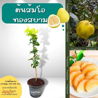 ต้นส้มโอทองสยาม(ไซซ์ใหญ่) ความสูง100-150 cm. (เกรดพรีเมียม ประกันพันธุ์แท้100%)