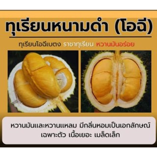 ต้นทุเรียนหนามดำ(รับปรกันสายพันธุ์)สูง90-100cm.