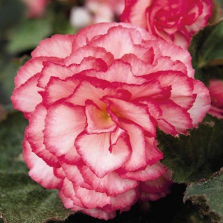 15 เมล็ดพันธุ์ ต้นบีโกเนีย Begonia เป็นดอกไม้ ต้นไม้ ที่แทนสัญลักษณ์แห่งความรัก