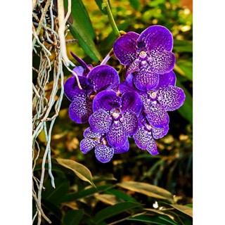 30 เมล็ดพันธุ์ เมล็ดกล้วยไม้ ฟาแลนนอปซิส (Phalaenopsis Orchids) Orchid flower