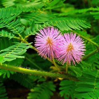 20 เมล็ดพันธุ์ เมล็ดมิโมซ่า เมล็ดไมยราบ Mimosa