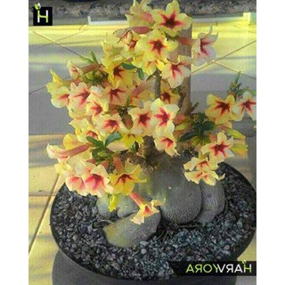 10 เมล็ด เมล็ดพันธุ์ ชวนชม สายพันธุ์ไต้หวัน สีเหลือง Adenium กุหลาบทะเลทราย Desert Rose ราชินีบอนไซ