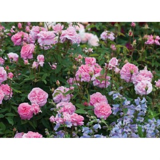 30 เมล็ด เมล็ดพันธุ์ Harlow Carr สายพันธุ์อังกฤษ ดอกกุหลาบ  ดอกใหญ่