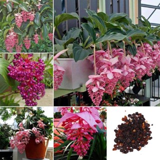 30 เมล็ดพันธุ์ เมล็ด เมล็ดพันธุ์ ต้นไข่มุกอันดามัน Medinilla Magnifica