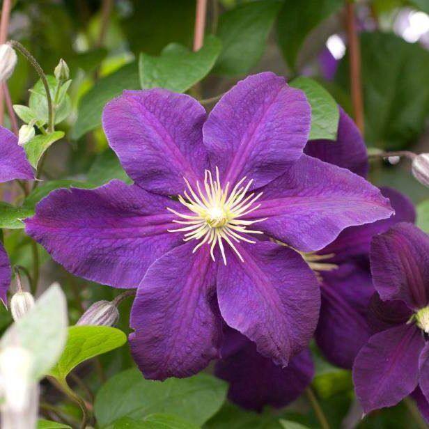 20 เมล็ดพันธุ์ เมล็ด ต้นครีเมทิส ดอกคำปองน้อย เคล็มแม็ททิส สีม่วง