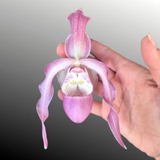 30 เมล็ดพันธุ์ เมล็ดกล้วยไม้ กล้วยไม้ กล้วยไม้เอื้อง (Phragmipedium Orchids) Orchid flower