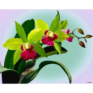 30 เมล็ดพันธุ์ เมล็ดกล้วยไม้ แคทลียา (Cattleya Orchids) Orchid flower