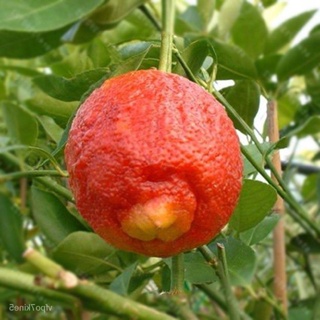20 เมล็ดพันธุ์ เมล็ด มะนาวแดง ผลสีแดง Red Lemon Tree  Organic Fruit  Bonsai Blood Orange