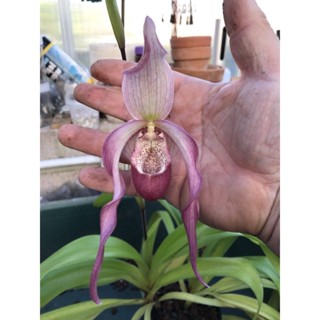 30 เมล็ดพันธุ์ เมล็ดกล้วยไม้ กล้วยไม้ กล้วยไม้เอื้อง (Phragmipedium Orchids) Orchid flower