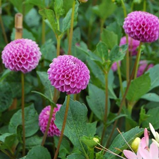 35 เมล็ด เมล็ดพันธุ์ Dahlia Franz Kafka สายพันธุ์ยุโรป ดอกรักเร่  ดอกใหญ่  Dahlia